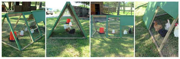 chicken tractor, chicken tractor for sale, nelspruit chicken tractor