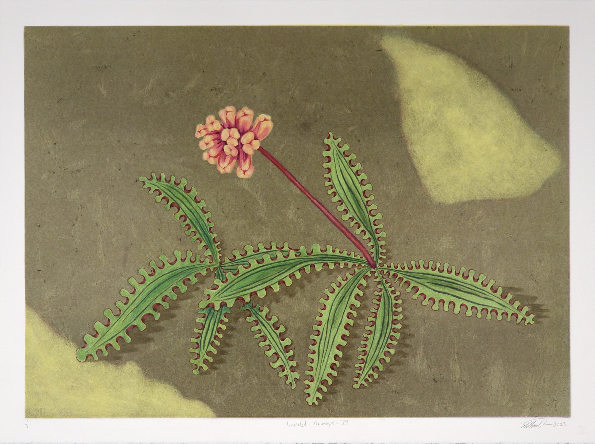 Monotype by Simon Attwood showing small drimiopsis plant in flower