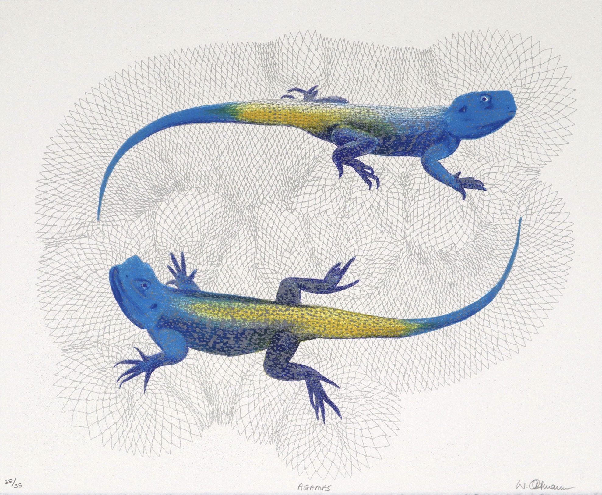 Walter Oltmann Agamas colour lithograph Walter Oltmann Agamas colour lithograph