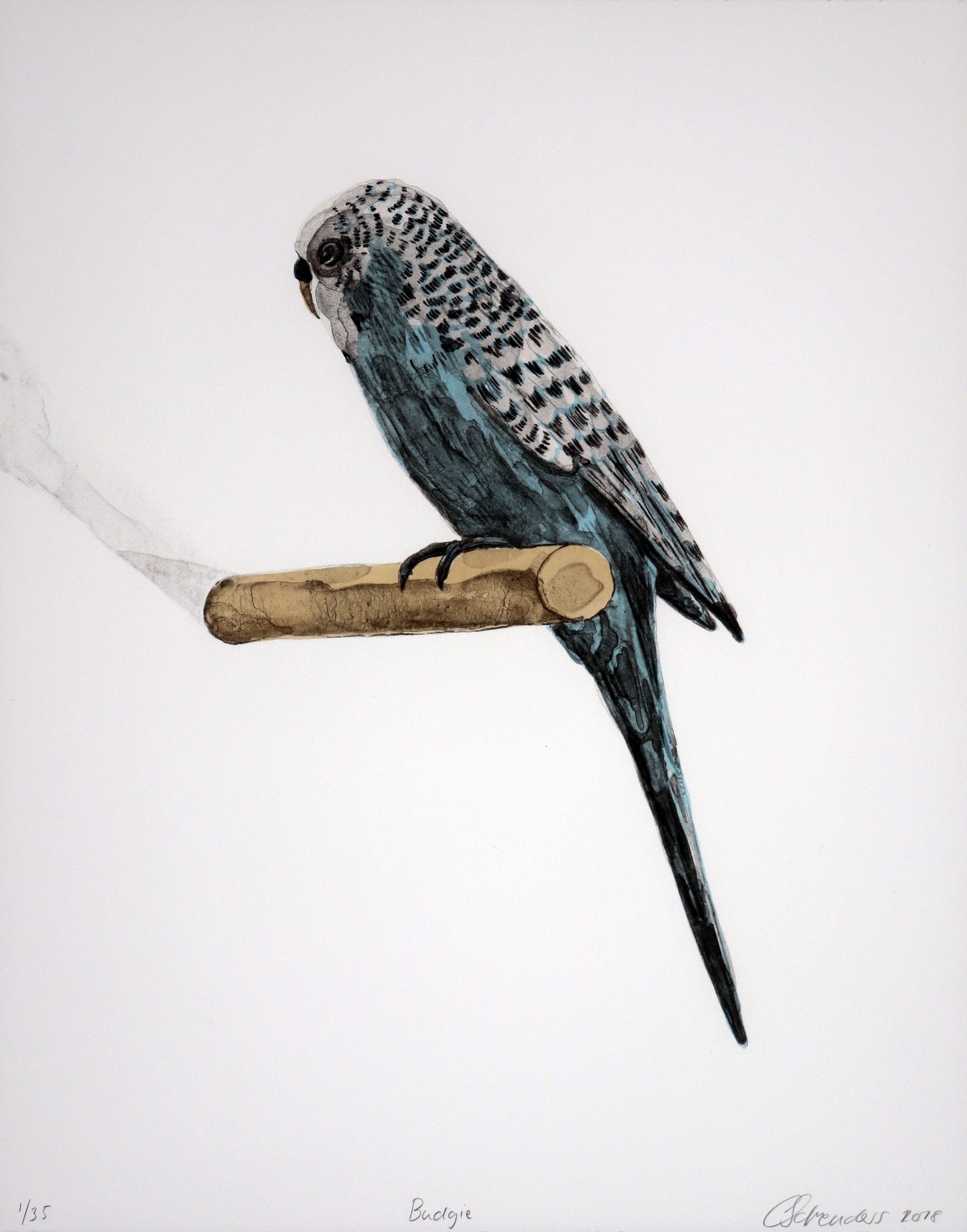 a blue budgie in profile sitting on a wooden perch