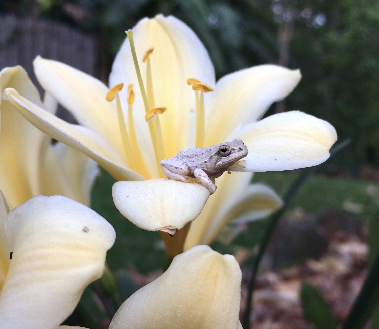 Yellow clivia flower with cream coloured reid frog sitting on petal