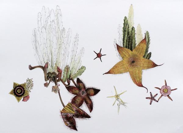 hanneke bernade, south african art, botanical prints, stapelia gigantea