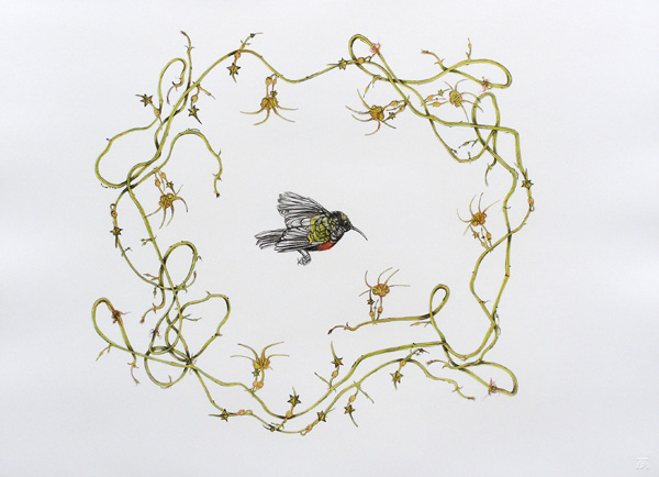 hanneke bernade, hanneke bernade prints, hanneke bernade botanical art, lithographs