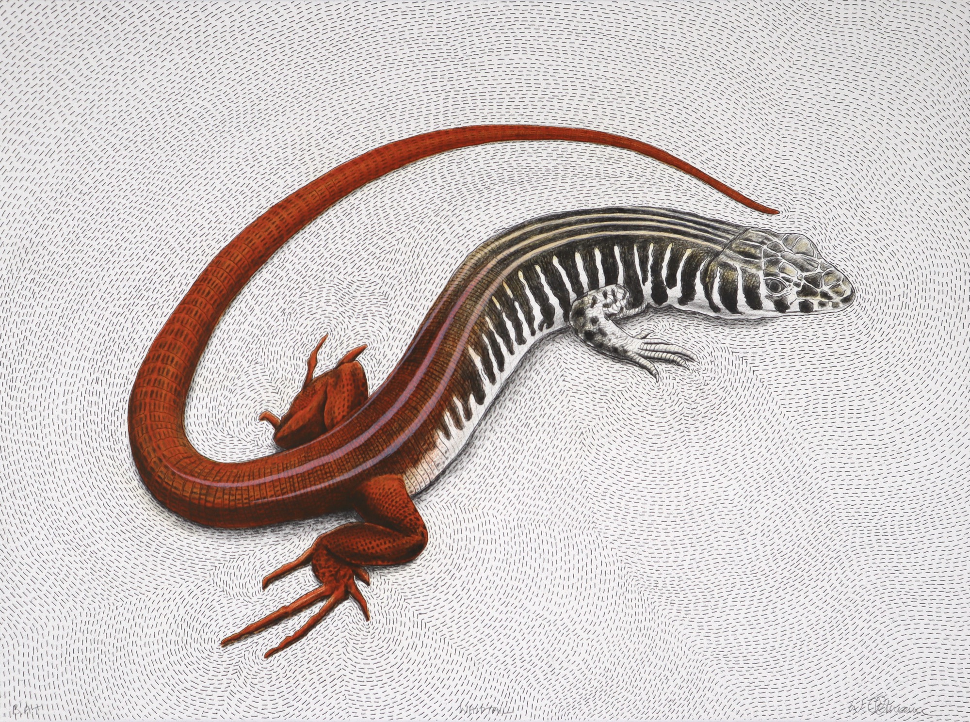 Walter Oltmann Lithograph whiptail lizard Walter Oltmann Lithograph whiptail lizard